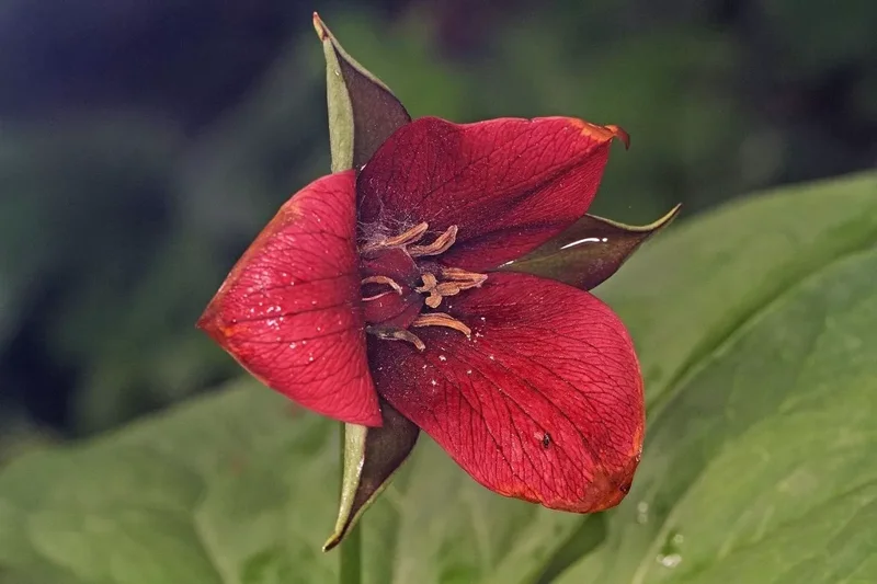 thumbnail interactive-video image 1 of 5 Erectum Sulcatum Barksdale's Furrowed Wake-robin – Trillium Bulbs, Perennial, Red Flowers 1 of 6