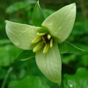 Trillium Erectum Sulcatum Barksdale's Furrowed Wake-robin - 5 Bulbs - Red Flower - Perennial