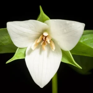 Trillium Erectum Sulcatum Barksdale's Furrowed Wake-robin - 5 Bulbs - Red Flower - Perennial