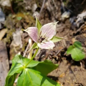 Trillium Erectum Sulcatum Barksdale's Furrowed Wake-robin - 5 Bulbs - Red Flower - Perennial