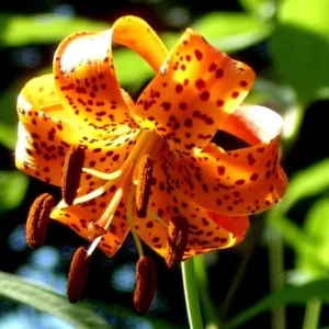 Turk's Cap Lily Bulbs - 5 Lily Superbum Wildflower Bulbs