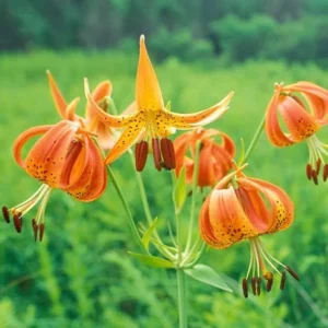 Turk's Cap Lily Bulbs - 5 Lily Superbum Wildflower Bulbs