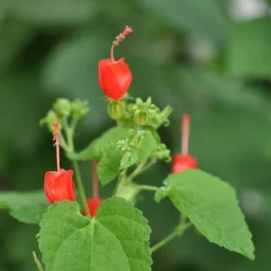 Turks Cap Plant Live 1 Gallon - Red Flowering, Butterfly & Hummingbird Attractant