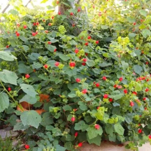 Turks Cap Plant Live 1 Gallon - Red Flowering, Butterfly & Hummingbird Attractant