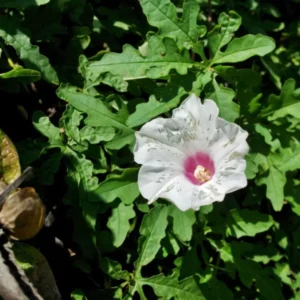 Alamo Vine Plant Live 1 Gallon – White Flowers, Evergreen Vine for Gardens