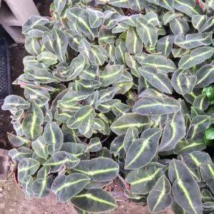 Striped Begonia - Begonia listada – Rare Houseplant – 2in Pot