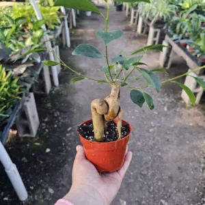 Ficus Ginseng Bonsai - 4in Pot - Ficus Microcarpa Ginseng Indoor Plant