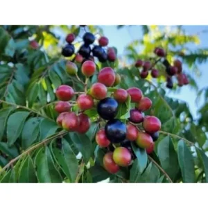 Live Curry Leaf Plant 5-8" Tall Green Curry Tree Sweet Neem 4" Pot Murraya Koenigii