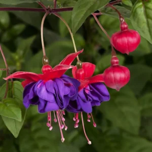 Fuchsia Dark Eyes Live Plant - - Lantern Flower Plant - Fuchsia Flower Plant 5 to 8 Inch Tall