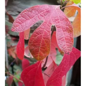 2 Sassafras Tree Seedlings - 12 to 18 Inch Bare Root - Hardy Shrub