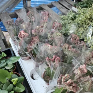 Grafted Euphorbia lactea cristata - Pink Coral Cactus - Crested - 3in Pot