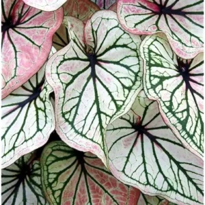 2 Caladium Bulbs - Deep Green and White Tricolor - Premium Bulk Tuber