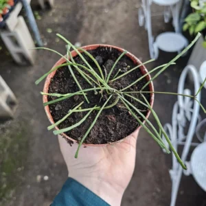 Hoya Retusa 4 Inch Pot - Indoor Trailing Plant - Beautiful Hoya Vine