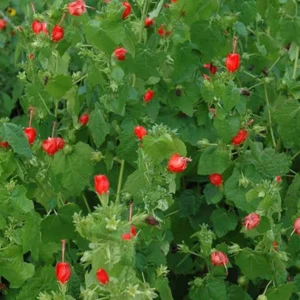 Turks Cap Plant Live 1 Gallon - Red Flowering, Butterfly & Hummingbird Attractant