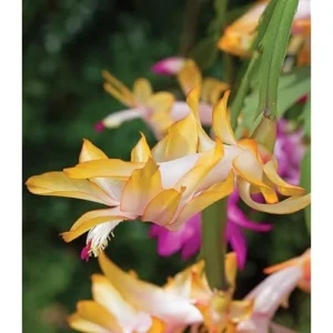 2 Yellow Christmas Cactus Plants - 4 to 6 Inch Live Schlumbergera