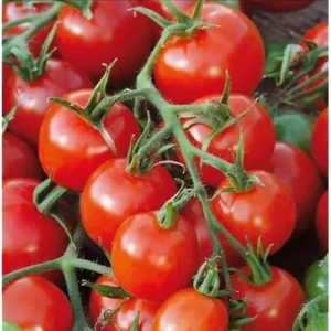 Cherry Tomato Plants - Heirloom, Large, 5-10 Inch Tall, Pack of 2