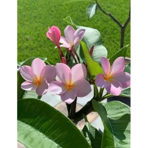 Live Plumeria Flowers Plant - 2.5 Inch Pot - Light Pink Frangipani Tree