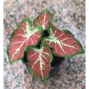 4 Caladium Bulbs - Green Pink Yellow Tricolor - Bulk Tropical Tuber