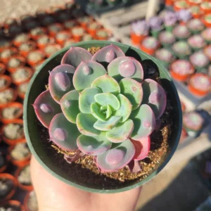 Echeveria Rain Drop Succulent - 2in Pot - Rare Houseplant