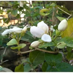 Set 2 Plants Maid of Orleans Jasmine Plant - 4 to 6 Inch Tall, White Blooming Jasmine Bush