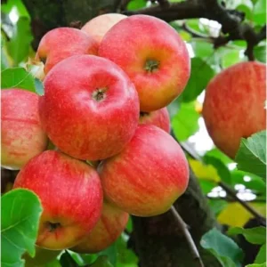 2 Gala Apple Trees - Sweet Red Apples - Bare Root 2-3 Feet Tall