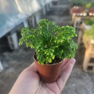 Selaginella Frosty Fern - Live Plant - 2in Pot - Humidity Loving