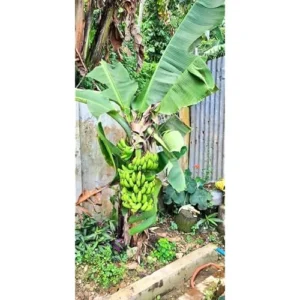 Live Cavendish Banana Plant - Dwarf Banana Tree - 8 to 10 Inches Tall - 2.5 Inch Pot