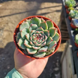 Echeveria Colorata Succulent - 4in Pot - Drought-Tolerant and Low Maintenance