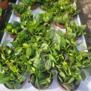 Dischidia Ovata Watermelon - Vining Plant - 3in Pot - Unique Foliage