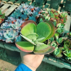 Kalanchoe Luciae Flapjack Succulent – 4in Pot – Vibrant and Hardy