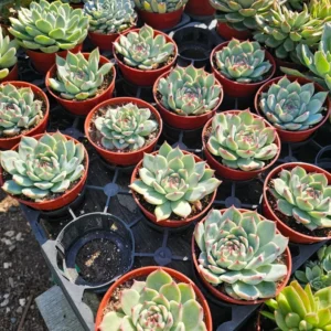 Echeveria Colorata Succulent - 4in Pot - Drought-Tolerant and Low Maintenance