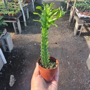 Euphorbia Mint Creme Succulent - 3in Pot - Rare and Unique Houseplant