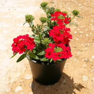 Red Verbena Plants - Set of 2 Starter Plants - 4-9" Tall - Set of 2 – 4-9″ Tall -Verbena Bonariensis Plants- Moss Verbena