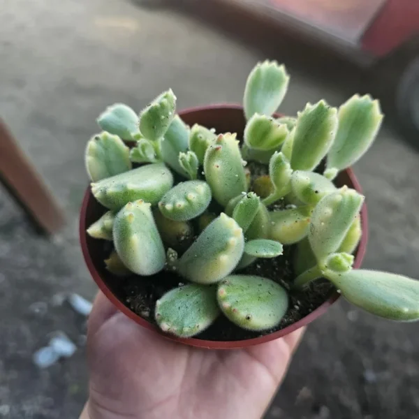 Variegated Bear’s Paw Succulent - Cotyledon Tomentosa - 2in Pot