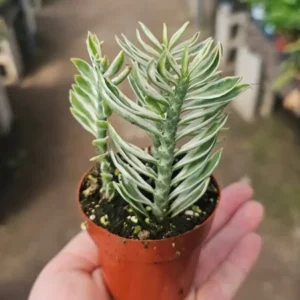 Variegated Devil’s Backbone – Pedilanthus Tithymaloides – 2.5in Pot