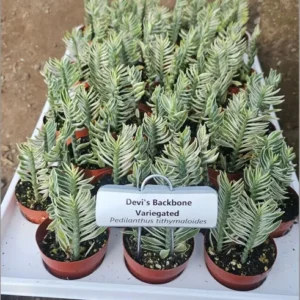 Variegated Devil’s Backbone – Pedilanthus Tithymaloides – 2.5in Pot
