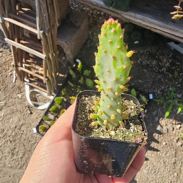 Variegated Joseph’s Coat Cactus - Opuntia Monacantha Variegata - 2in Pot - Rare Succulent