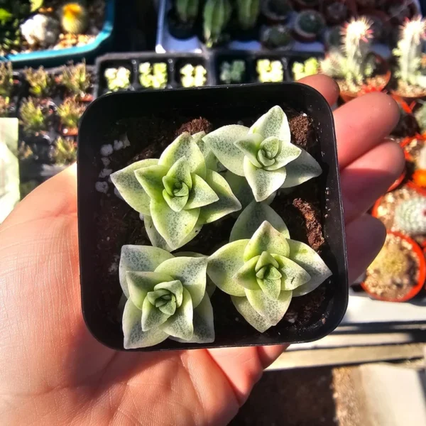 Variegated String of Buttons - Crassula Perforata - Succulent Plant - 2in Pot