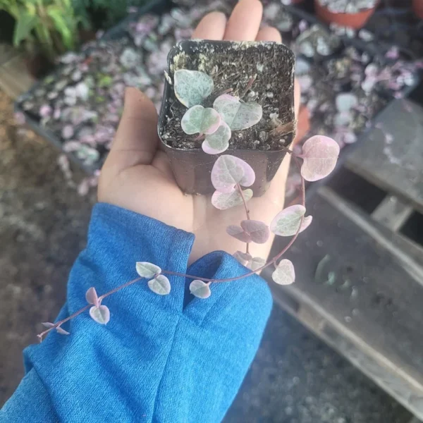 Variegated String of Hearts - Rare Trailing Succulent - 2in Pots