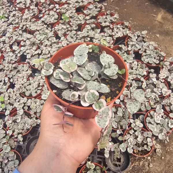 Variegated String of Hearts - Rare Trailing Succulent - 2in Pots