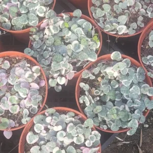 Variegated String of Hearts - Rare Trailing Succulent - 2in Pots