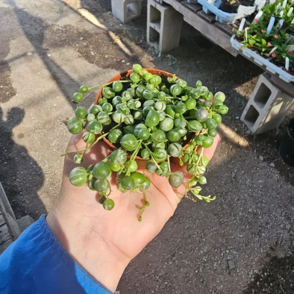 Variegated String of Pearls - Trailing Succulent - 2in Pot - Rare Plant