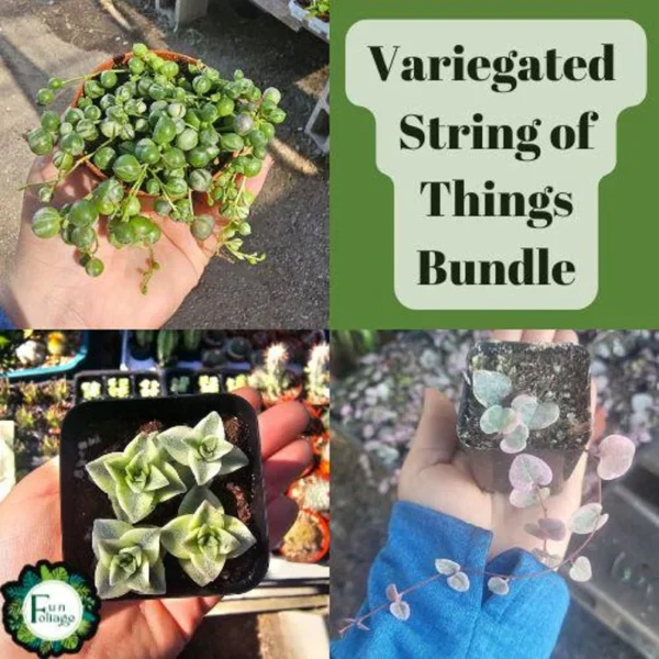 Variegated String of Things Succulent Bundle - 2in Pots - Trailing Variety