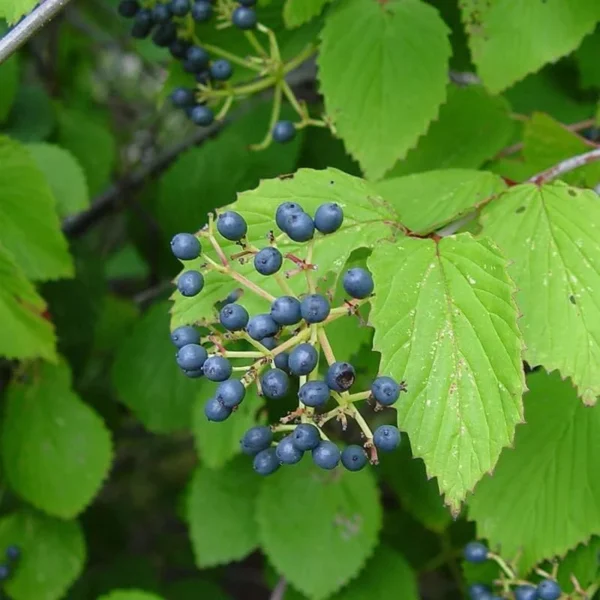 Viburnum Dentatum 2 Bare-root - 12-18 Inch Tall - Arrowwood Viburnum Shrub - Native Landscape Plant