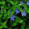 Vinca Minor Vine 4" Pot - Graveyard Periwinkle Groundcover Plant