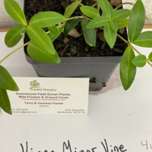 Vinca Minor Vine 4" Pot - Graveyard Periwinkle Groundcover Plant