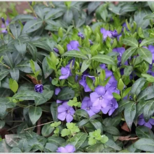 Vinca Minor Vine 4