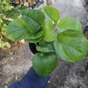 Greenjula Pothos - Epipremnum Aureum - 2 Inch Pot - Manjula Sport