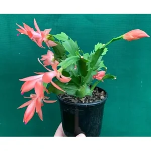 Christmas Cactus Plant - 3 Inch Pot - Orange - Live Schlumbergera Succulent