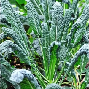 3 Kale Plants - Live Blue Kale Vegetable Plant for Planting, 4 to 6 Inch Tall in 4 Inch Pot